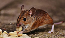24 Hour & Emergency Exterminators in Smallwood, SC